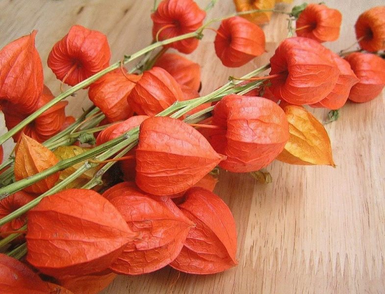 Photo from https://www.amazon.com/Physalis-alkekengi-Franchetti-lanterns-Ukraine/dp/B01LYWPJQP