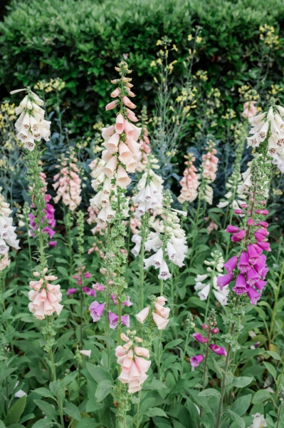 SuzyJustin4.18.26-369