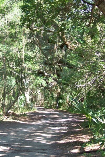 Forest path surrounded by lush green trees.
