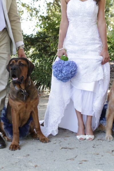 Bride, groom, and dogs posing outdoors.