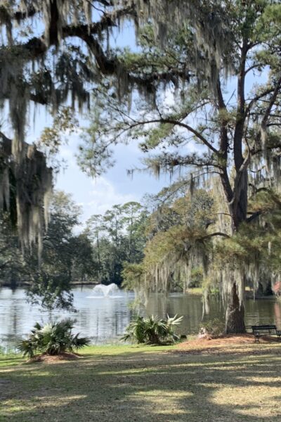 A serene lakeside scene with trees and Spanish moss.