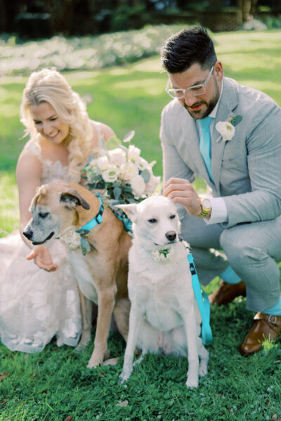 Bride and groom with two dogs on their wedding day.