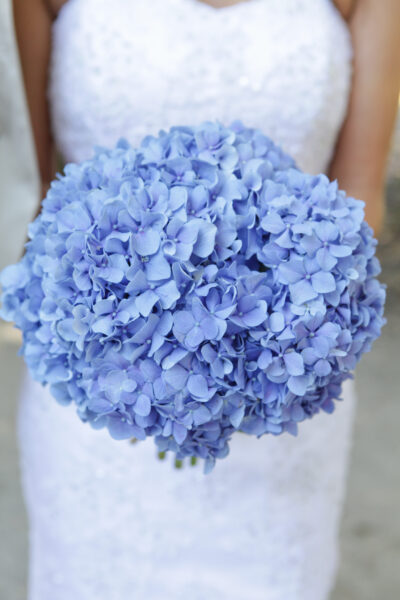 A bride holding a large bouquet of blue hydrangeas.