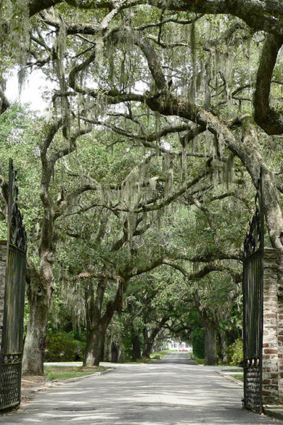 A tree-lined road with stone pillars and hanging Spanish moss.