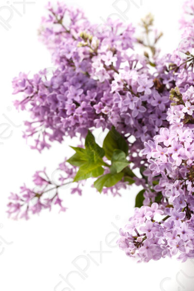 A vibrant bouquet of purple lilac flowers with green leaves.