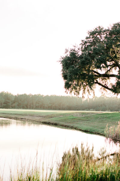 A large tree by a calm lakeside under a bright sky.